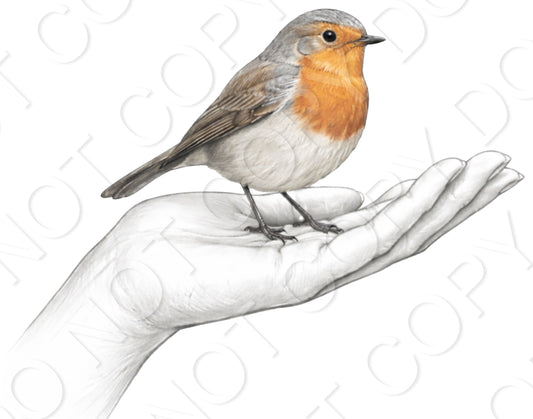 UV-DTF Transfer - Robin Resting on Single Hand (Plain)